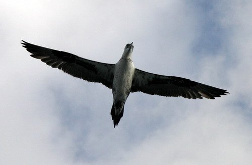 image gan_panderwald2584-jpg