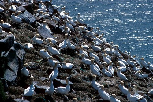 image gan_pghevans13-jpg