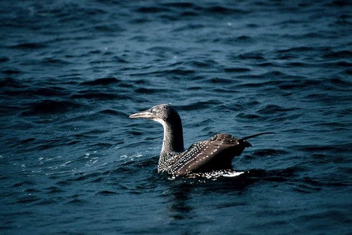 image gan_pghevans16-jpg