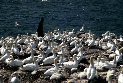 image gan_pghevans2-jpg