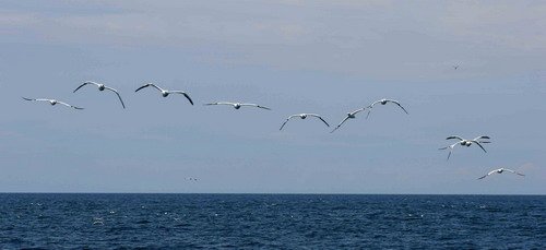 image gan_pghevans36-jpg