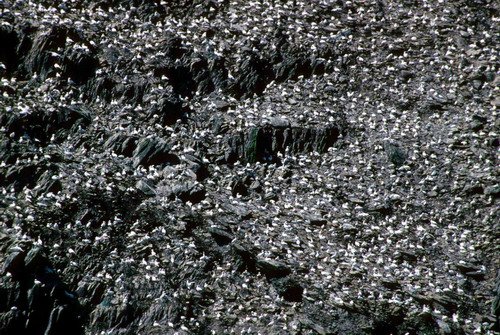 image gan_pghevans4-jpg