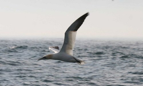 image gan_pghevans6425-jpg