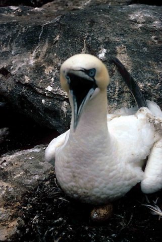 GAN PGHEvans8 image gan_pghevans8-jpg