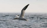 Northern Gannet