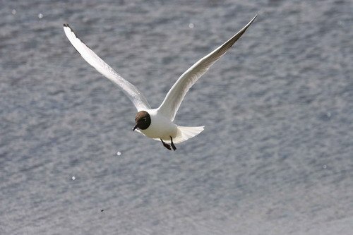 image bhgull_panderwald1-jpg