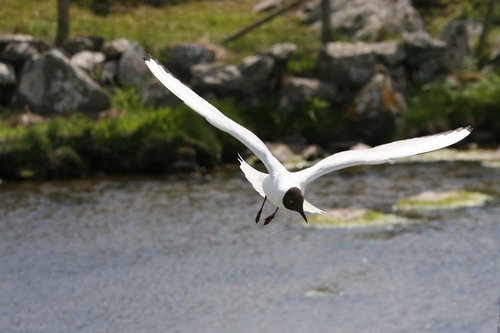 image bhgull_panderwald2-jpg