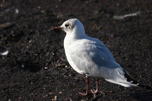 image bhgull_pghevans5523-jpg