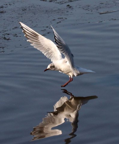 image bhgull_pghevans5653-jpg