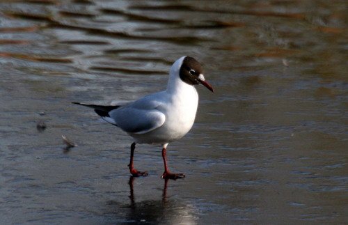 image bhgull_pghevans6034-jpg