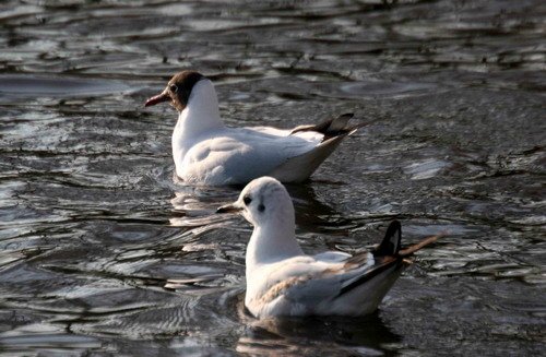 image bhgull_pghevans6271-jpg