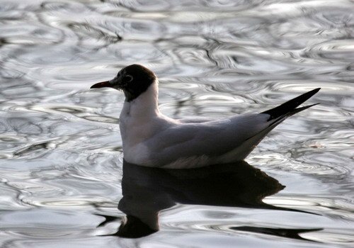 image bhgull_pghevans6273-jpg