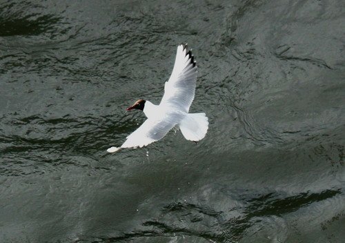 image bhgull_pghevans7919-jpg