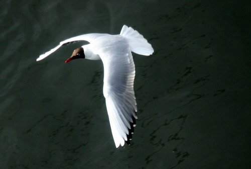 image bhgull_pghevans7924-jpg