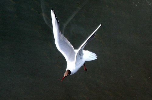 image bhgull_pghevans7926-jpg