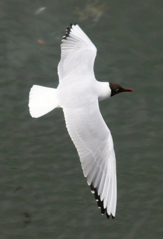 image bhgull_pghevans7961-jpg