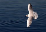 Black-headed Gull
