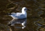 Black-headed Gull