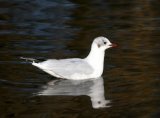 Black-headed Gull