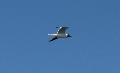 image bonap-gull_pghevans_5794-jpg