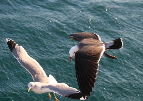 image calif-heermannsgulls_pghevans_7005-jpg