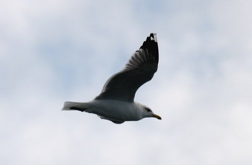 image califgull_pghevans_8385-jpg