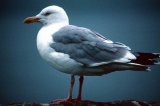 Common Gull