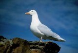 Glaucous Gull