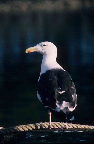 GBBGULL PGHEvans3 image gbbgull_pghevans3-jpg
