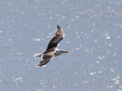 GBBGULL PGHEvans8 image gbbgull_pghevans8-jpg