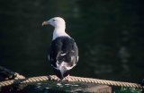 Great Black-backed Gull