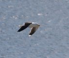 Great Black-backed Gull