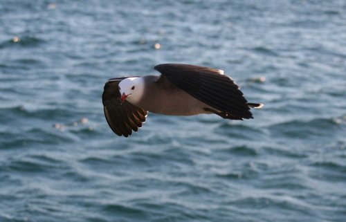 image heermannsgull_pghevans_7004-jpg