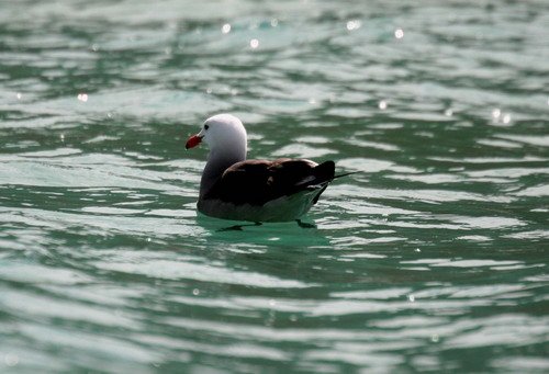 image heermannsgull_pghevans_7157-jpg