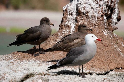 image heermannsgull_pghevans_7181-jpg