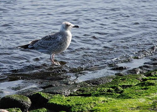 image hgull_anajbar0497-jpg