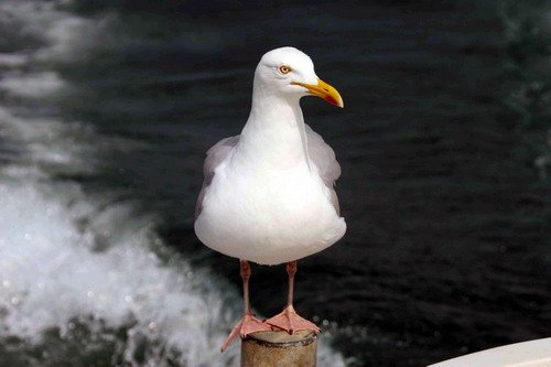 image hgull_gpesante116-jpg