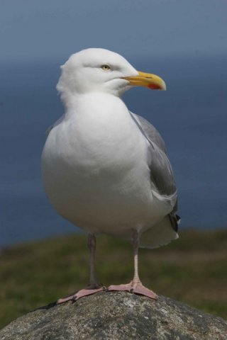 HGULL PAnderwald2 image hgull_panderwald2-jpg