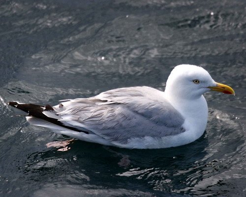 image hgull_pghevans1238-jpg