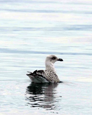 HGULL PGHEvans13 image hgull_pghevans13-jpg