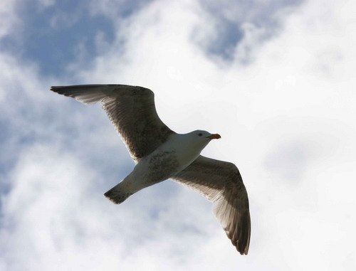 HGULL PGHEvans19 image hgull_pghevans19-jpg