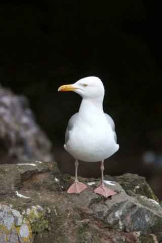 HGULL PGHEvans7987 image hgull_pghevans7987-jpg