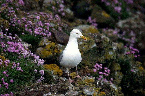 HGULL PGHEvans8041 image hgull_pghevans8041-jpg