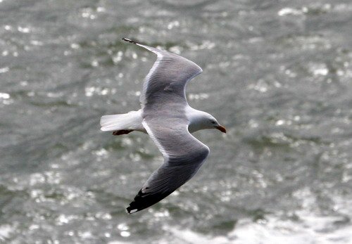 HGULL PGHEvans8617 image hgull_pghevans8617-jpg