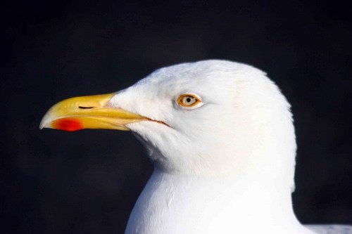 HGULL PGHEvans8951 image hgull_pghevans8951-jpg