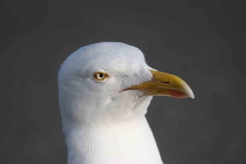 HGULL PGHEvans8957 image hgull_pghevans8957-jpg