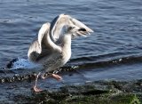 Herring Gull