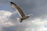 image hgull_gpesante106-jpg