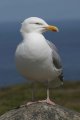 image hgull_panderwald2-jpg