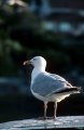 Herring Gull